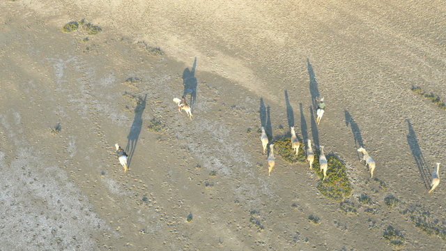 Aerial Camargue Drone horses cowboy coastline freedom running 