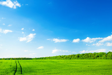 green field and blue sky