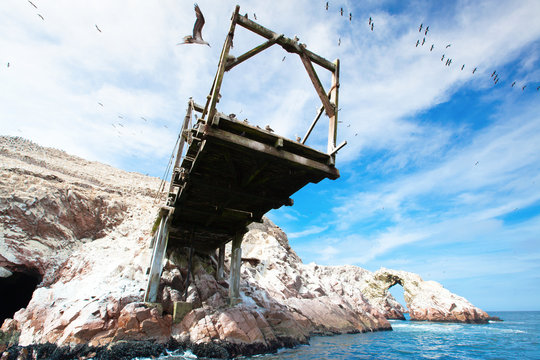 Birds in Ballestas Island (Paracas/Pisco, Peru)