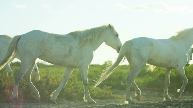 France Camargue animal horse cowboy grass wetland freedom