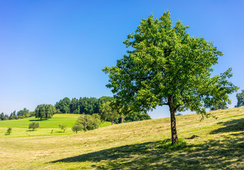 Fototapeta na wymiar Naturlandschaft und Birnbaum