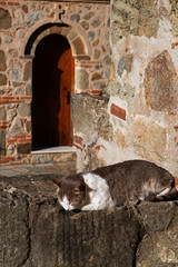 Cat sleeping in a monastery, Meteora, Greece