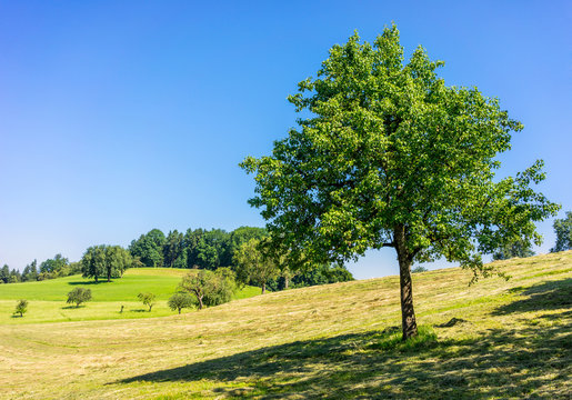 Naturlandschaft und Birnbaum