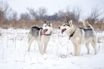 Two siberian husky stands at snow 