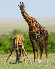 Two giraffes in savanna. Kenya. Tanzania. East Africa. An excellent illustration.