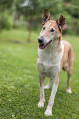 Smooth Collie standing on the grass