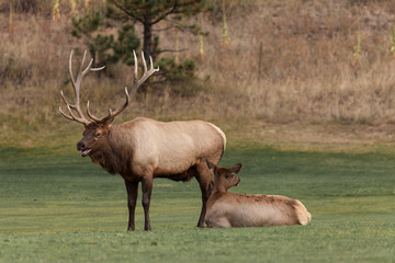 Bull and Cow Elk in Rut