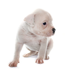 puppy american bulldog