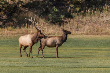 Obraz premium Bull and Cow Elk in Rut