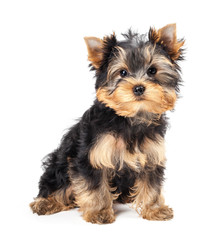 Yorkshire Terrier puppy isolated on white background