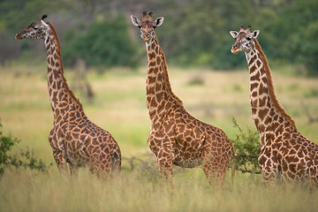 Naklejka na ściany i meble Group of giraffes in the savanna. Kenya. Tanzania. East Africa. An excellent illustration.