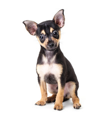 Winking Labrador Retriever puppy isolated on a white background