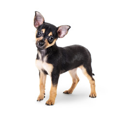 Winking Labrador Retriever puppy isolated on a white background