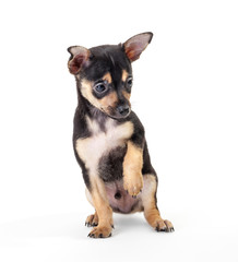Fototapeta premium Winking Labrador Retriever puppy isolated on a white background