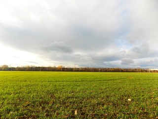 Field, forest and sky