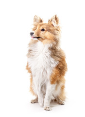 Winking Labrador Retriever puppy isolated on a white background