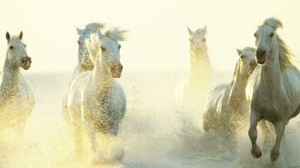 France Camargue animal horse wildlife running sunrise cowboy 