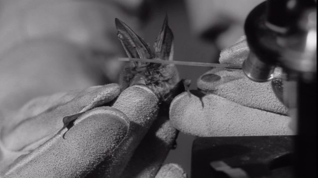 Researcher taking sample of bat saliva and placing under microscope