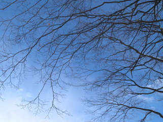 青空と冬の枯れ枝