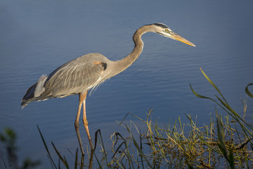 Great Blue Heron - Florida