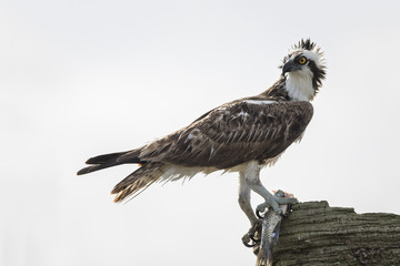 Fototapeta premium Osprey Eating a Fish - Melbourne, Florida