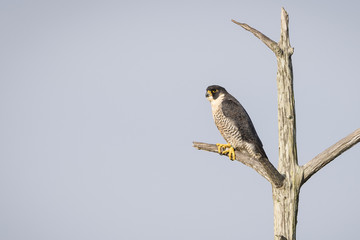 Peregrine Falcon Perched in a Dead Tree - Florida