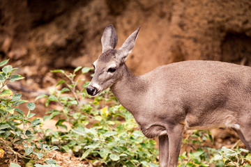 Young Mule deer wester arizona tuscan national park