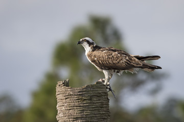 Osprey Eating a Fish - Melbourne, Florida