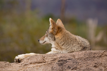 Naklejka na ściany i meble Desert Coyote arazona lounging on a rock grooming