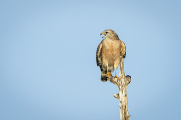 Red-shouldered Hawk perched on a dead tree - Florida