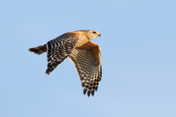 Red-shouldered Hawk in Flight - Florida