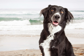 Closeup of Happy Dog at Beach