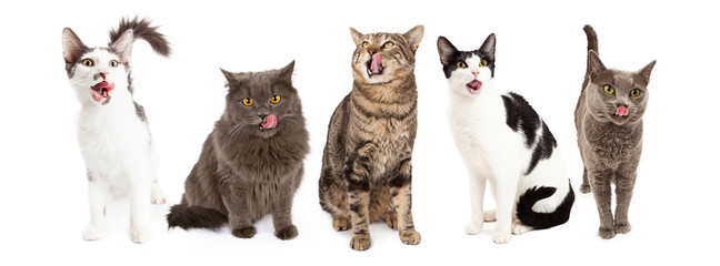 Five Hungry Cats Together in a Row