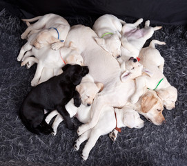  Labrador puppys sleeping with his mother