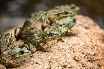 Northern Leopard Frogs basking on a rock