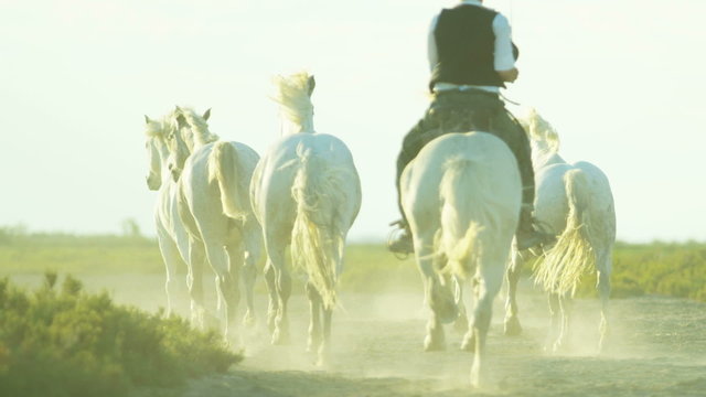 France Camargue animal horses cowboy vegetation marshland