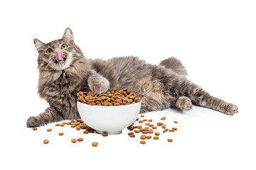 Naklejka premium Leniwy Kot Jedzący Dużą Miskę Żywności