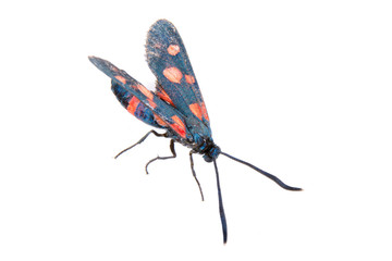 Six-spot burnet on the white background