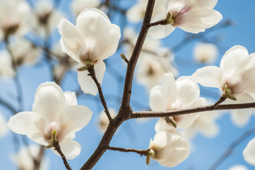 Obraz premium White Magnolia Flowers
