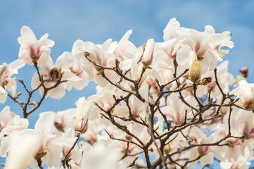 White  Magnolia Flowers