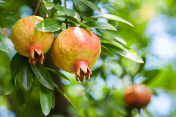 Almost ripe colorful pomegranate