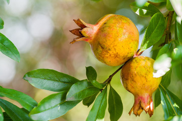 Almost ripe colorful pomegranate