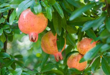 Almost ripe colorful pomegranate