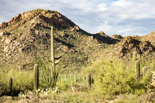 Catalina Mountain State Park near Tucson saguaro national park
