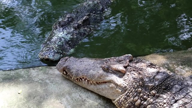 Crocodiles near the green water