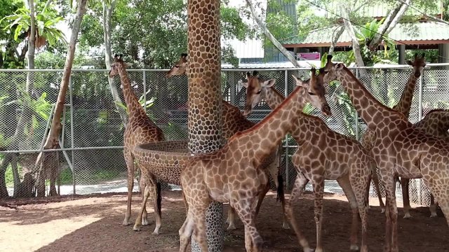 Beautiful giraffes in zoological garden