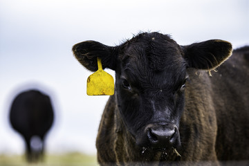 Black Angus calf close up to the right © jackienix