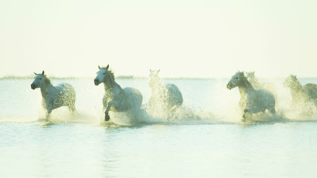 Cowboy Camargue rider animal horse sunrise galloping sea 