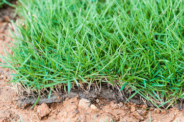 Green Grass tiles. macro.