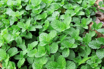 mint leaf